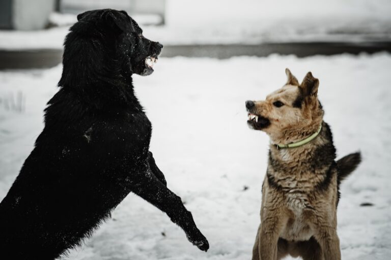 balanced vs positive only dog training debate