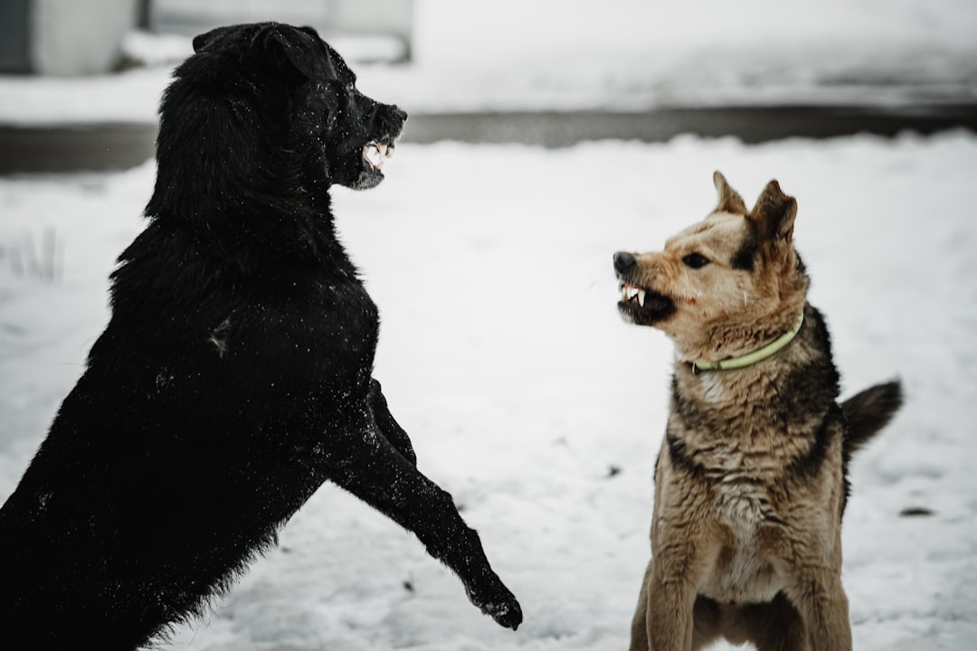 balanced vs positive only dog training debate