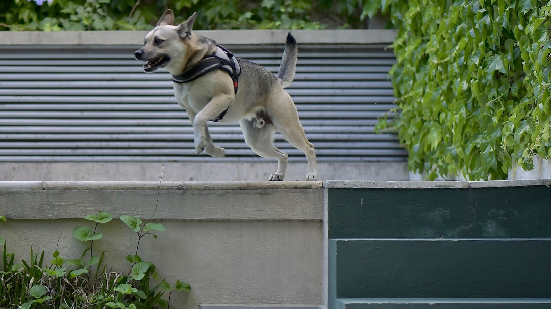 building confidence in fearful rescue dog