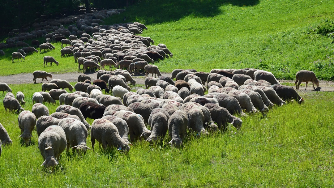 corgi herding behavior management tips
