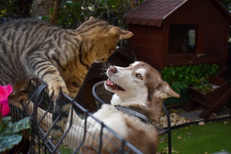 dog aggressive toward cats training fix
