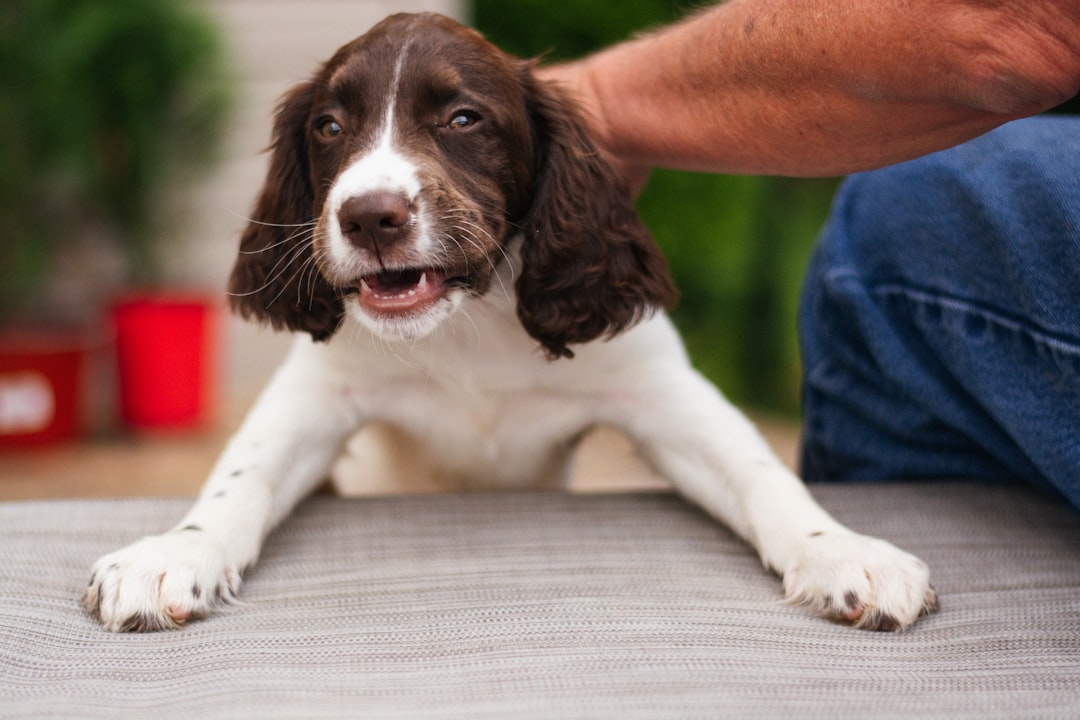 introduction to dog agility training at home