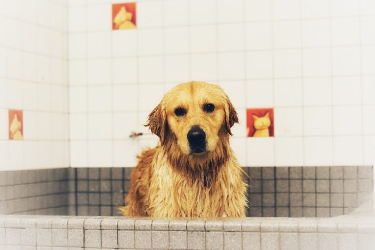 dog hates bath training fix step by step