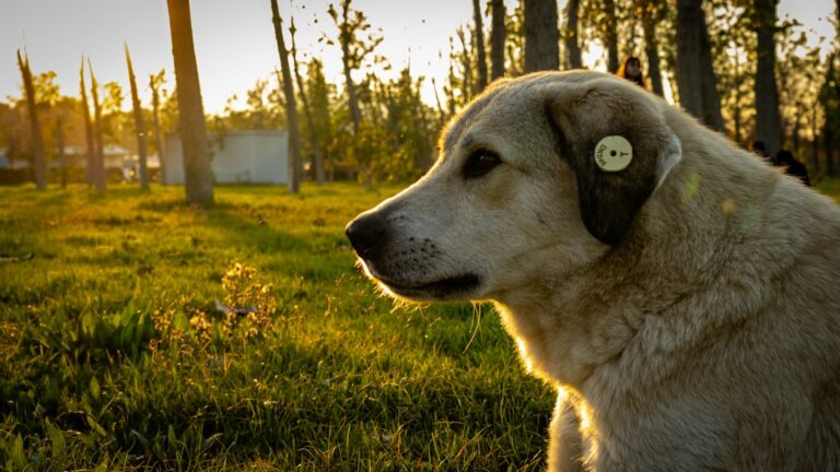 dog listening to only one person training fix