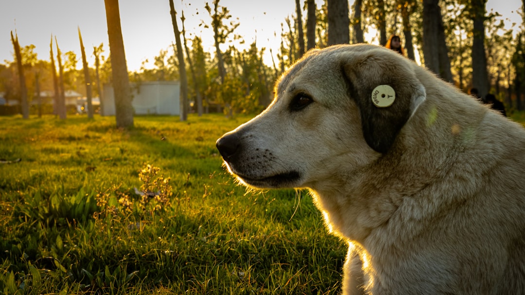 dog listening to only one person training fix