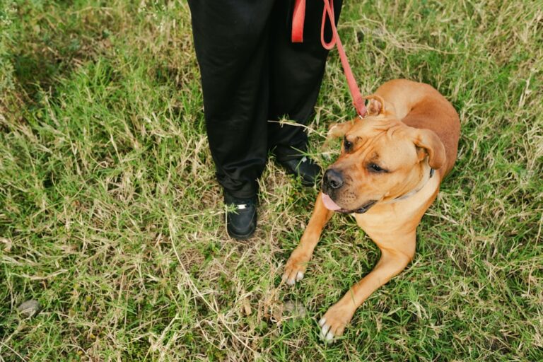 dog in pain aggression toward owner