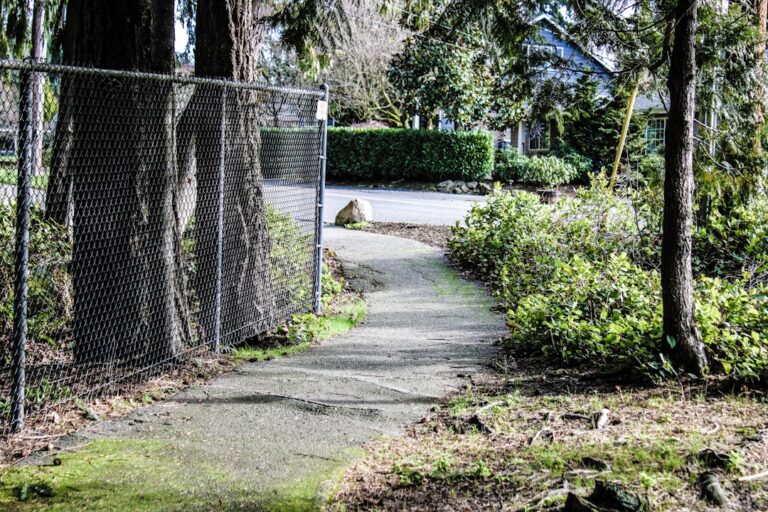 dog pulls toward squirrels on walks fix