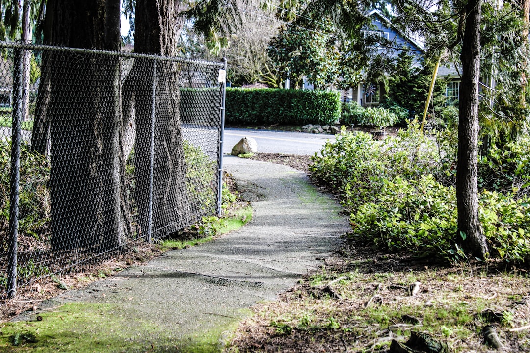 dog pulls toward squirrels on walks fix