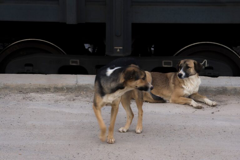dog scared of children how to train