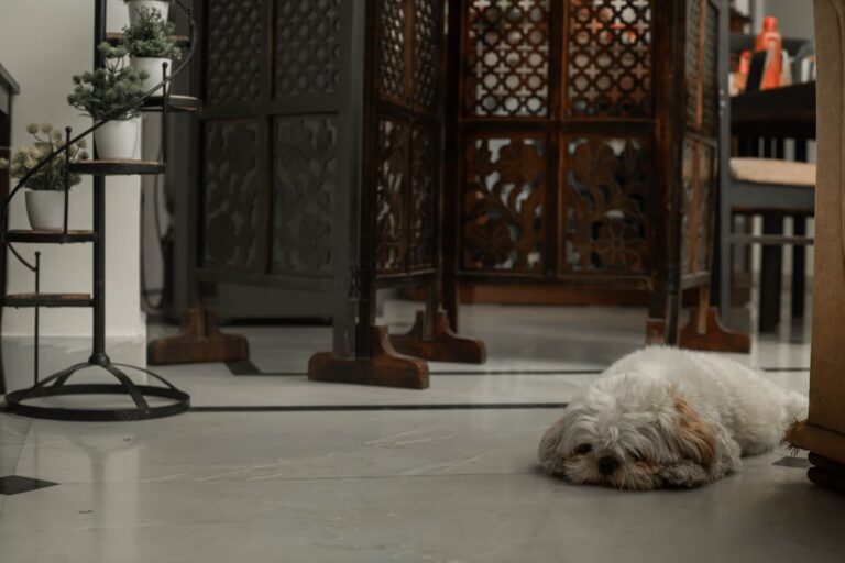 dog scared of vacuums how to help