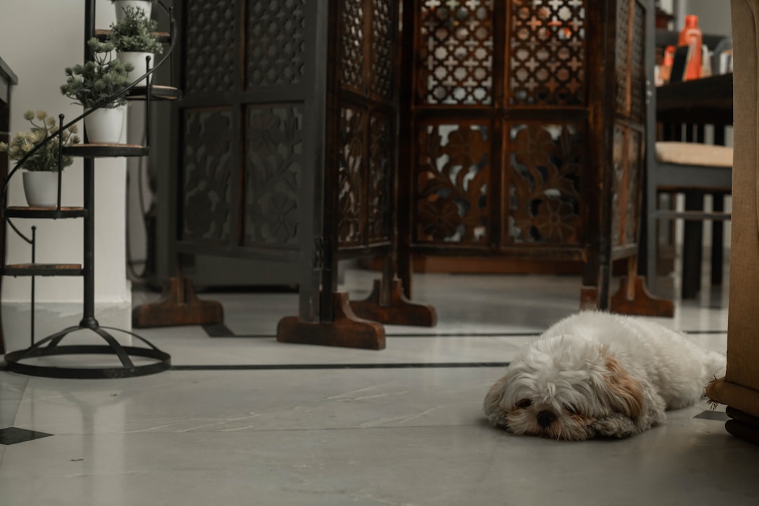 dog scared of vacuums how to help