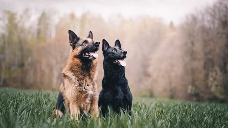 dog training consistency for multiple family members