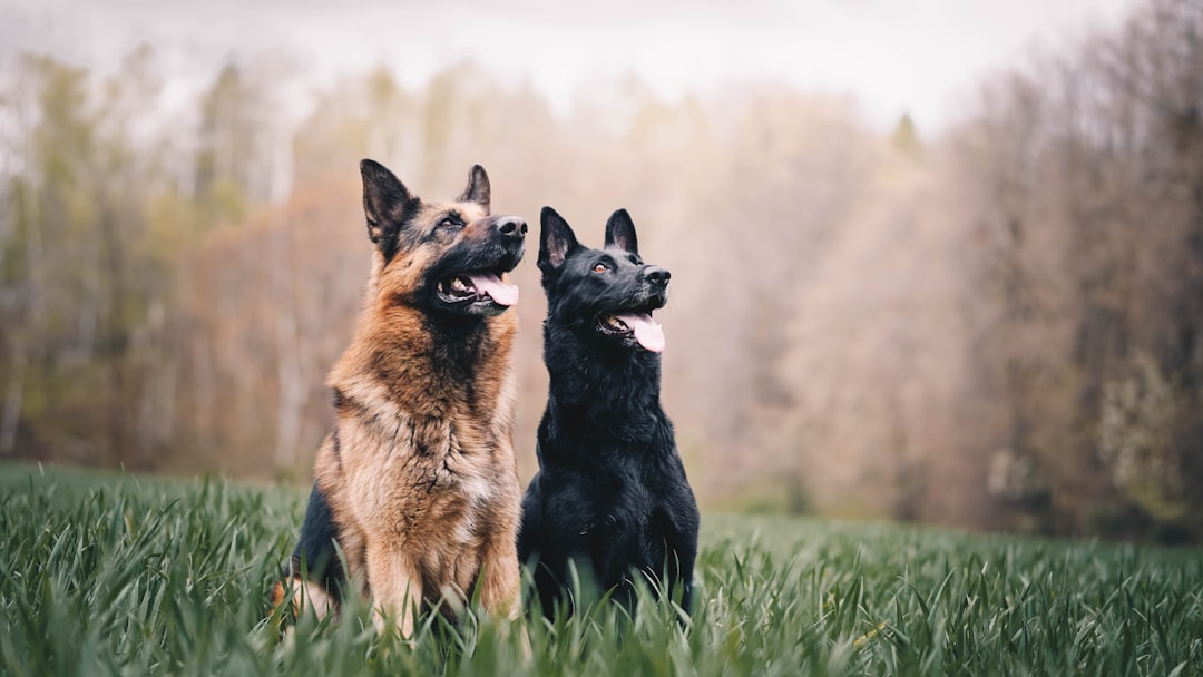dog training consistency for multiple family members