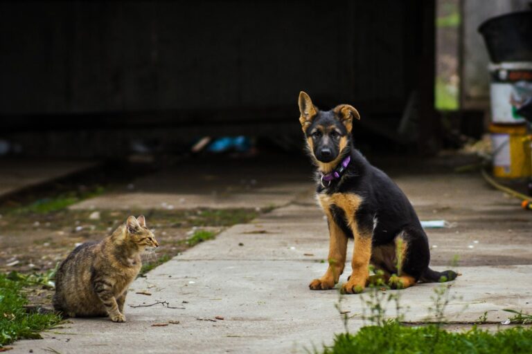 dogs and cats introduction protocol step by step