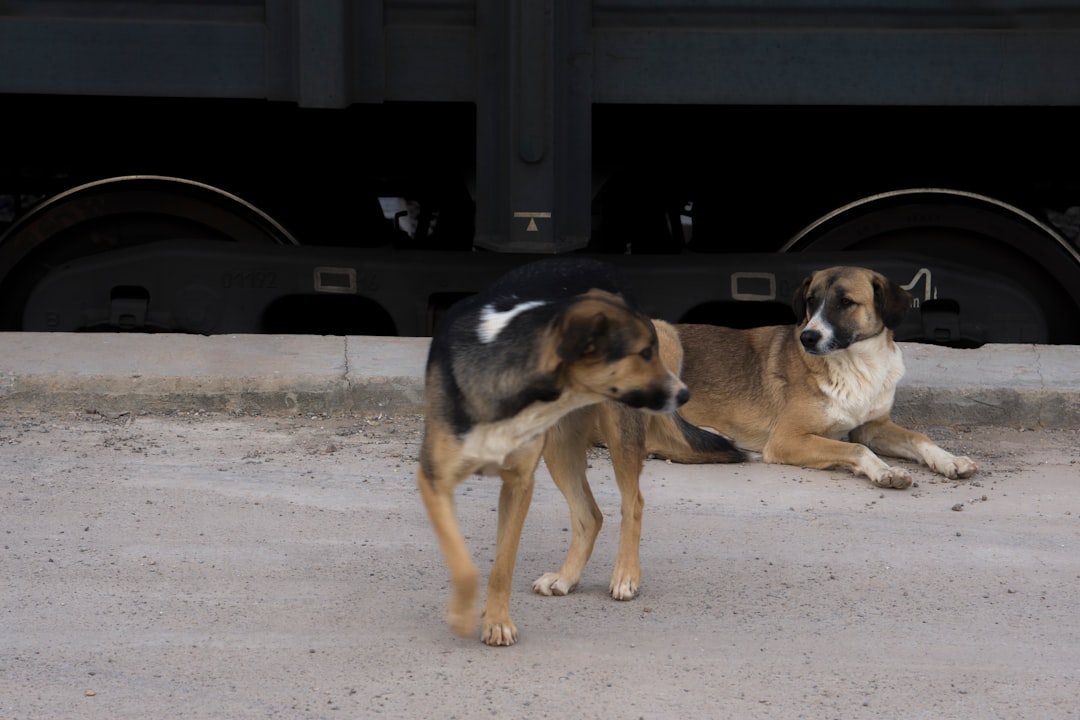 dogs suddenly not getting along fix