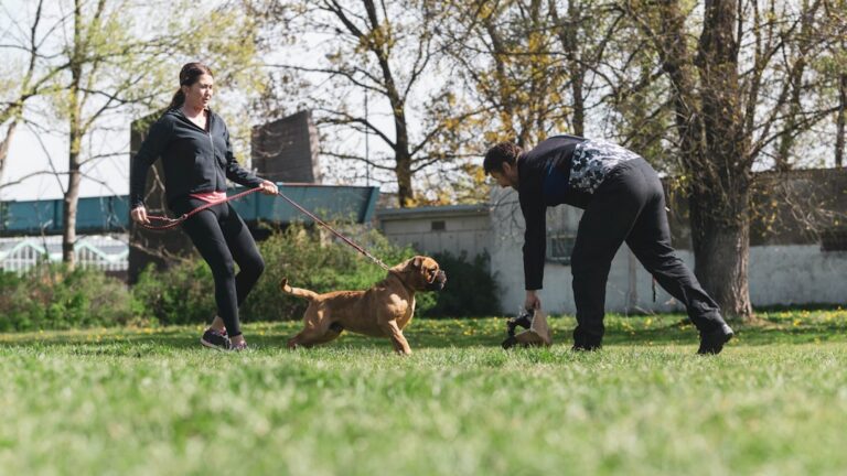 five minute dog training sessions benefits