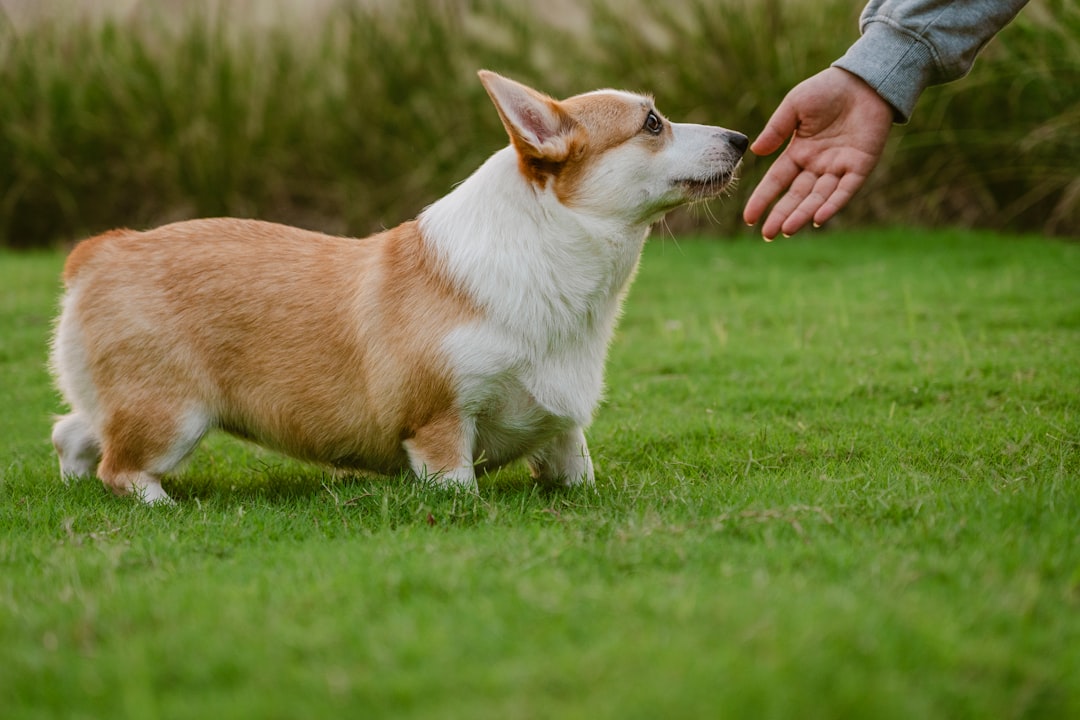 how to fade treats in dog training gradually