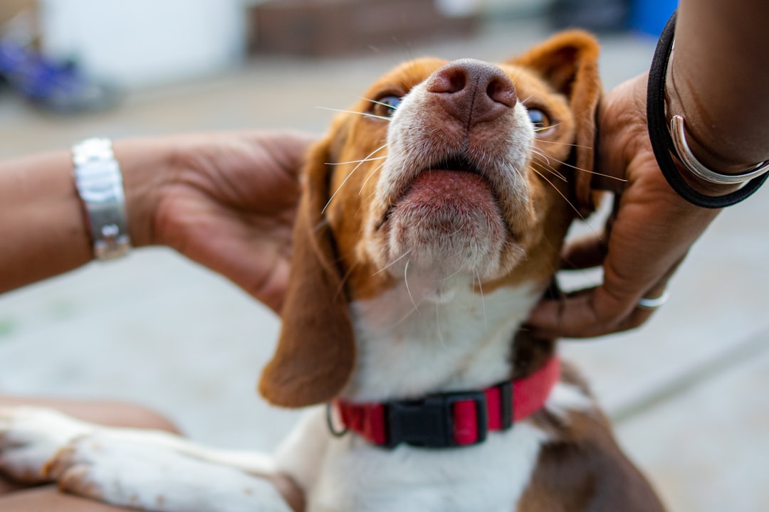 how to train dog to accept ear cleaning