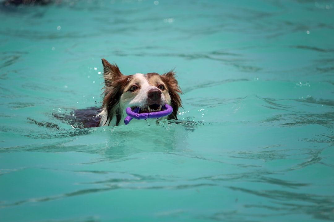 how to train dog to swim safely