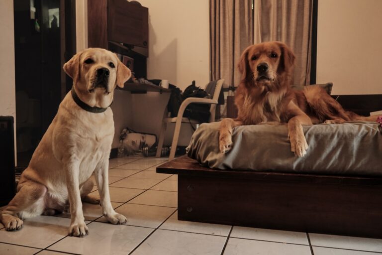 jealousy between dogs in same household