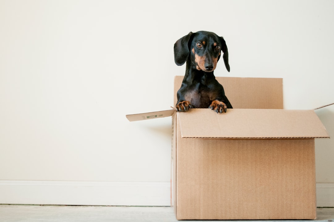 moving house with anxious dog tips