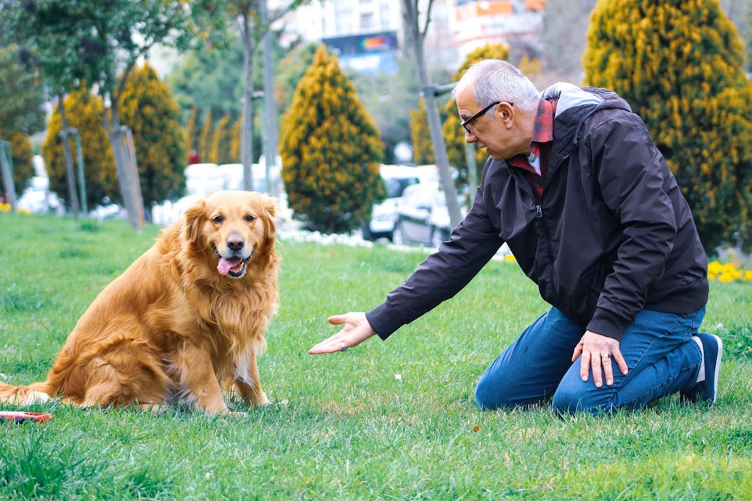senior dog cognitive decline training adjustments