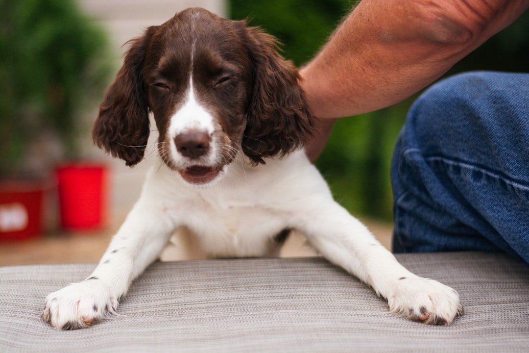 therapy dog certification training requirements