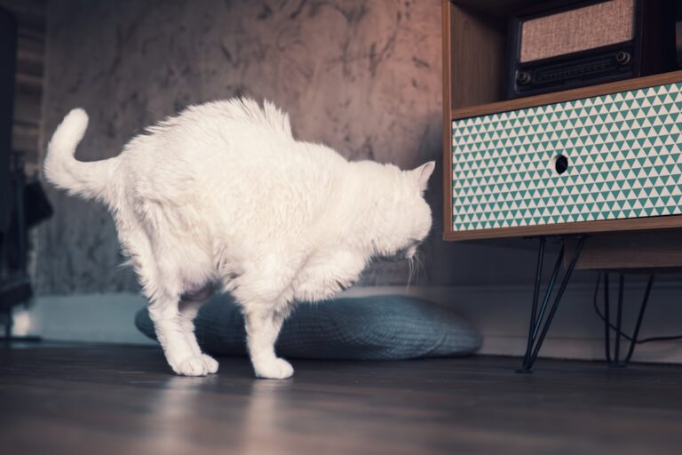 training dog to stay off furniture on command