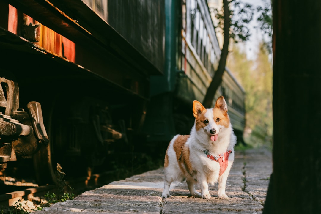 train dog to stop barking when left alone