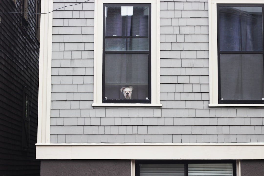 train dog to leave cat alone in house
