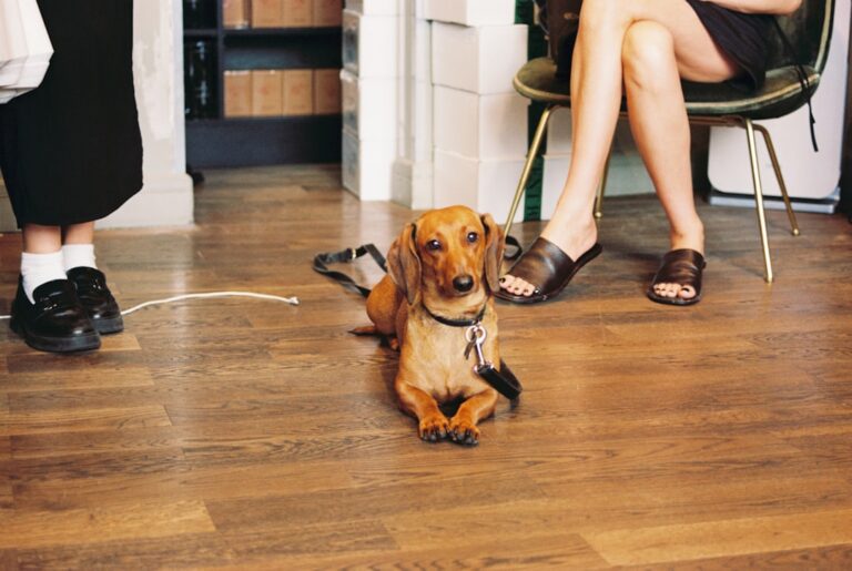 training high energy dog to calm down indoors