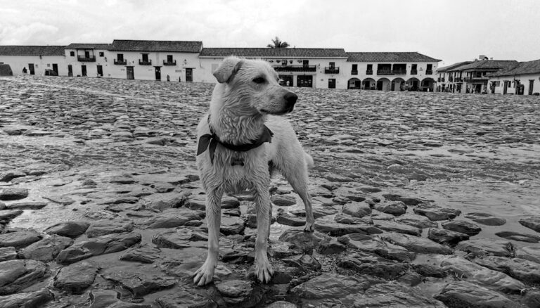 training a dog that has been abused history