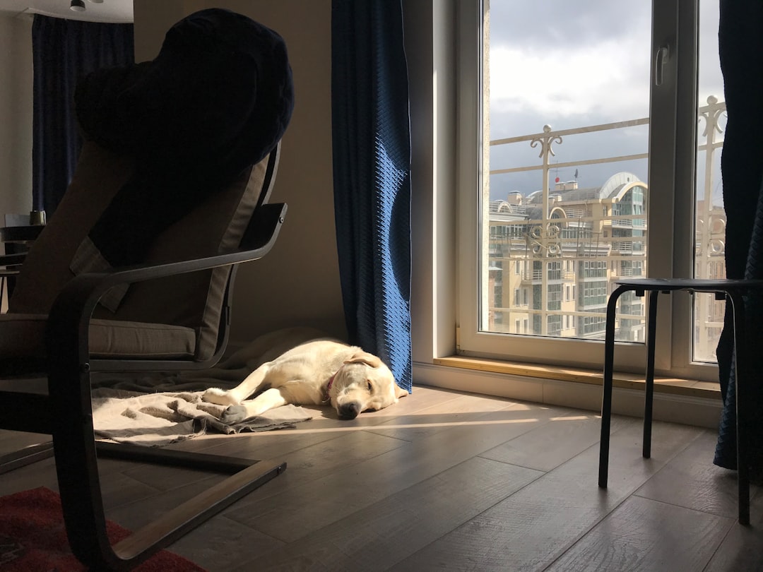 training dog while working from home tips