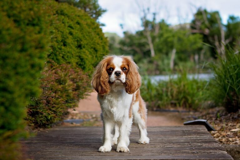 cavalier king charles spaniel training guide