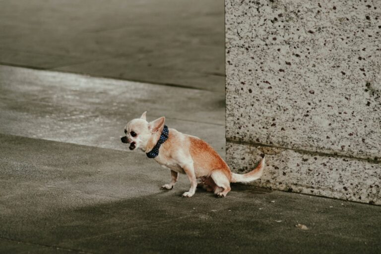 chihuahua potty training common problems