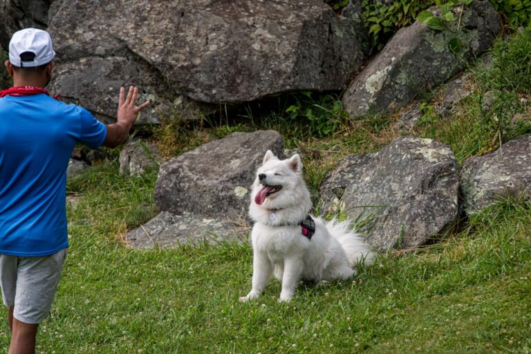 deaf dog training hand signals complete guide