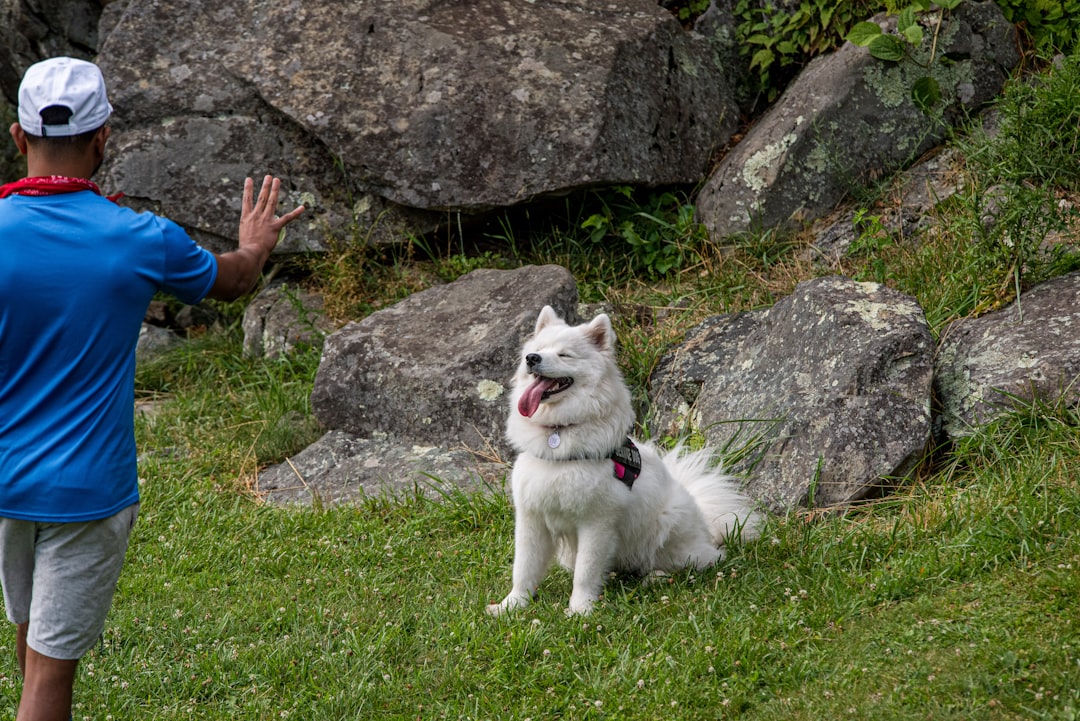 deaf dog training hand signals complete guide