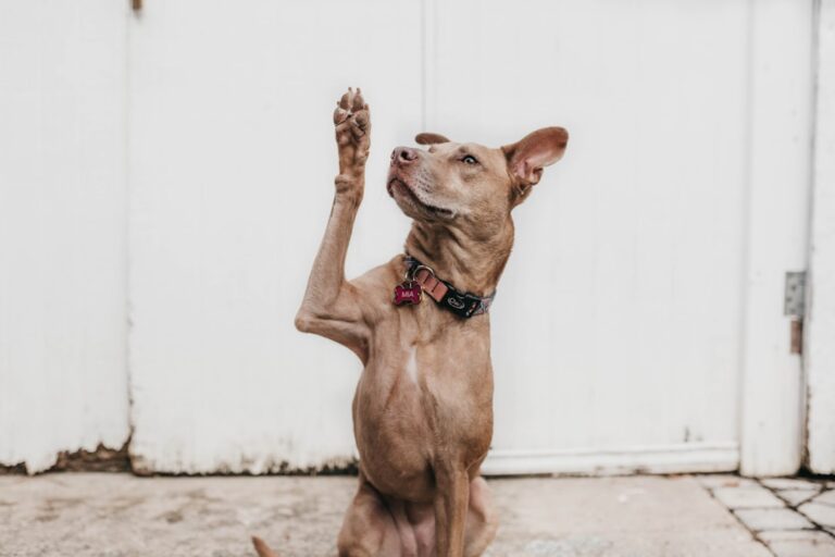 dog attention seeking whining and pawing