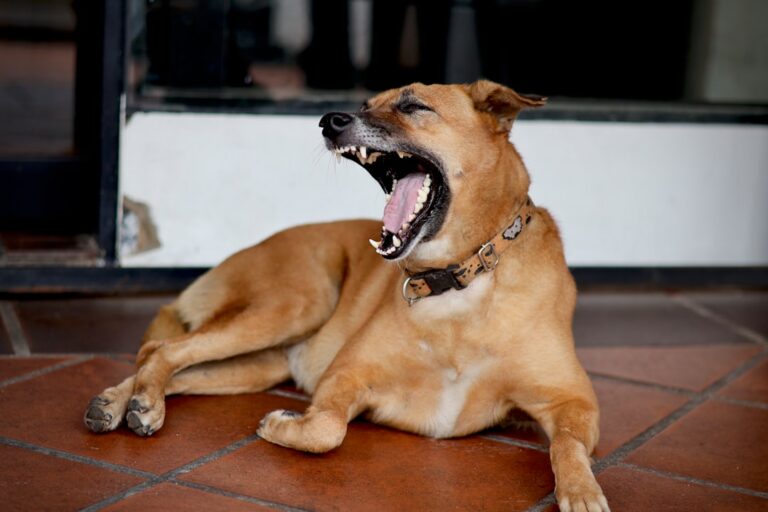 dog growling as communication should you punish it