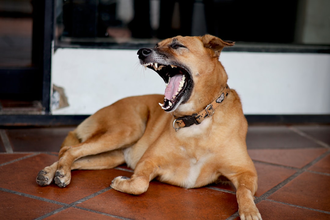 dog growling as communication should you punish it