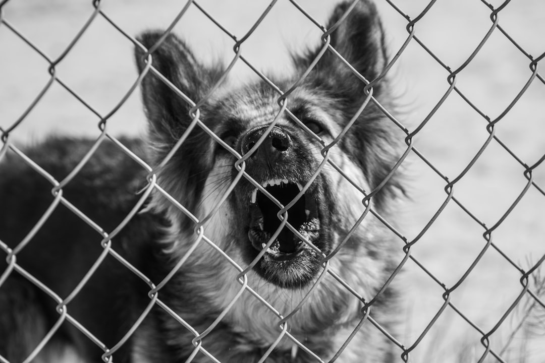 dog territorial aggression fence barking