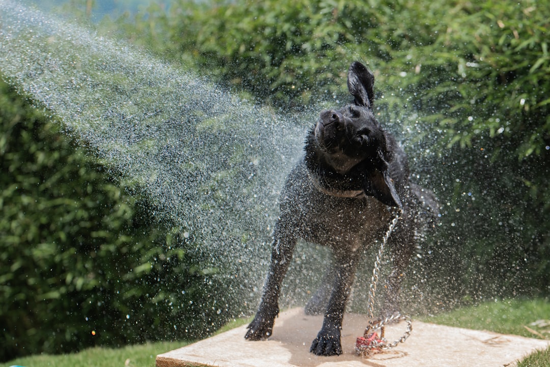 dog training in hot weather heat safety