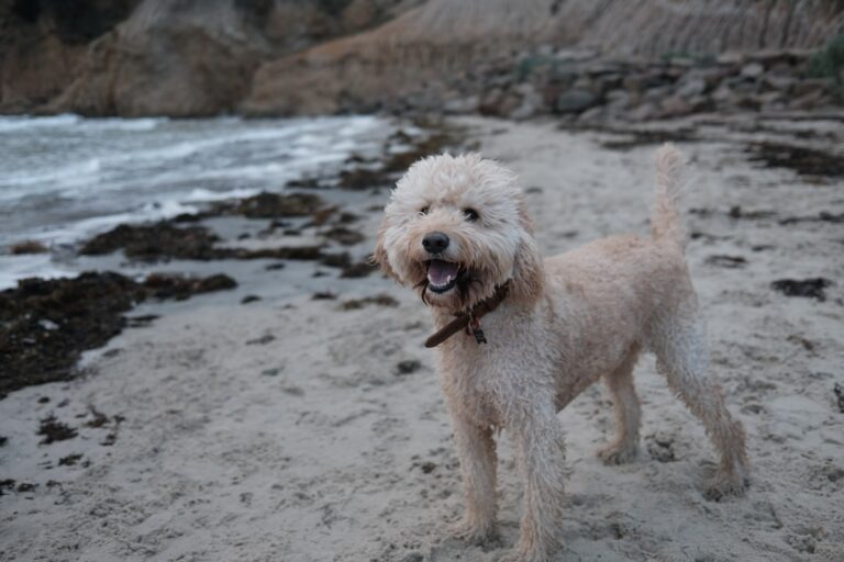 goldendoodle training tips for beginners