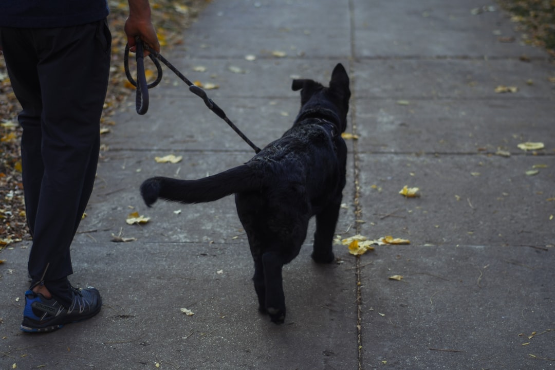loose leash walking training without treats