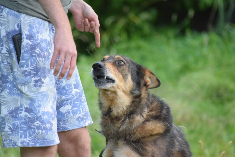 teaching bite inhibition in adult dogs