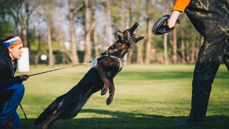 when to hire a professional dog trainer