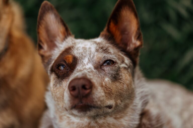 australian cattle dog mental stimulation needs