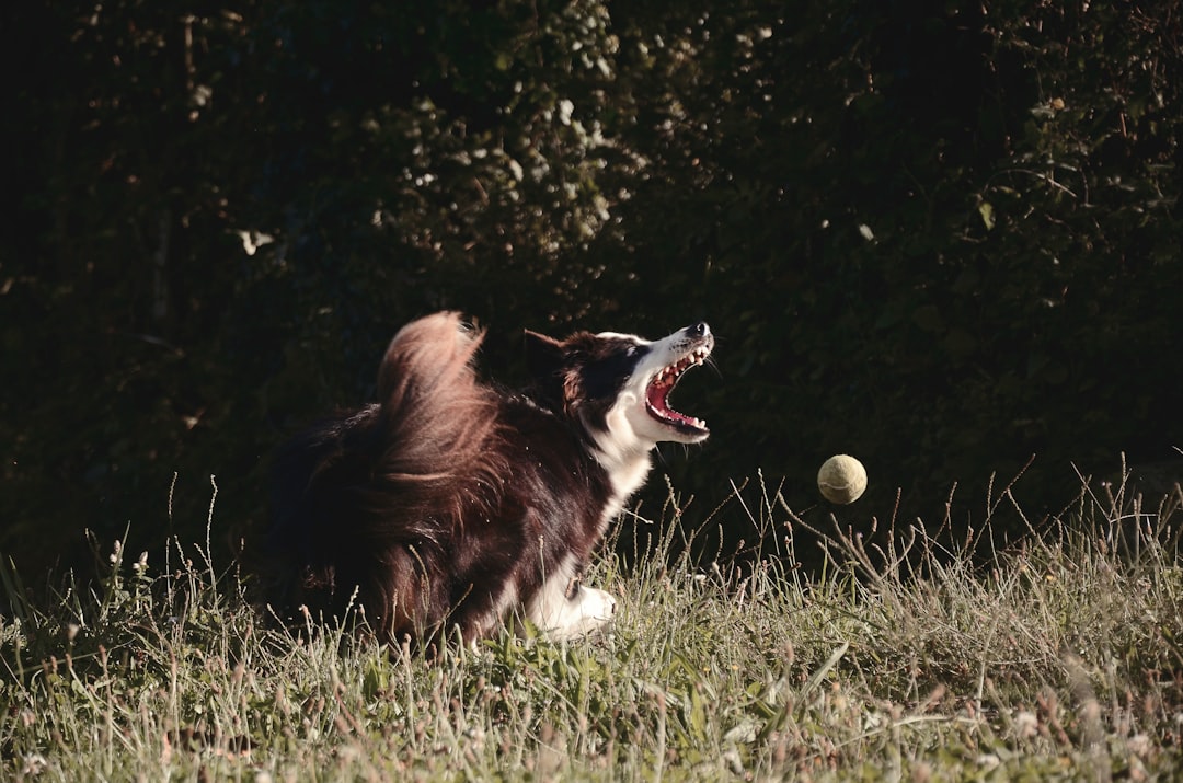 best exercise for reactive dog mental stimulation