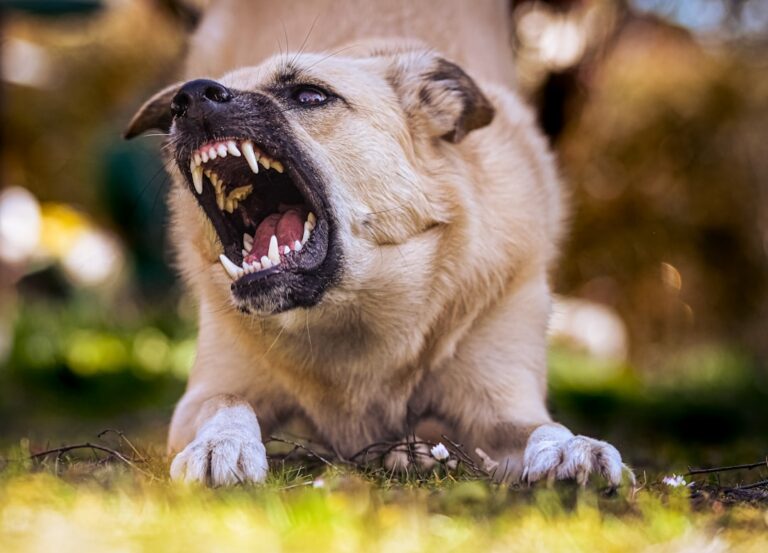 dog calming signals and what they mean