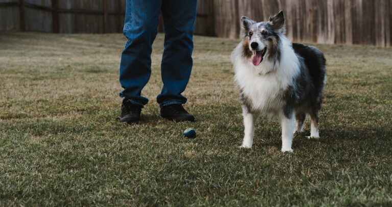 teaching dog impulse control games